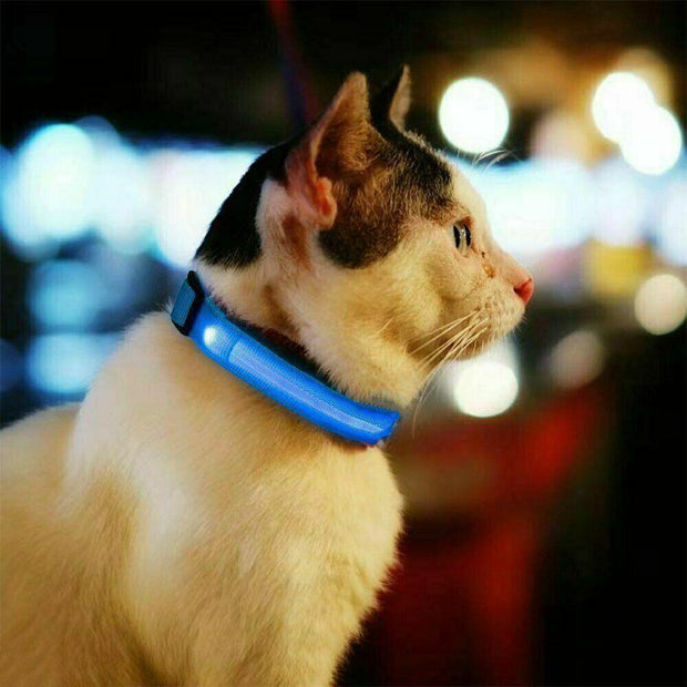 Keep Your Furry Friend Safe with our USB Rechargeable LED Dog Collar!------