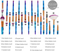 20PCS Eye Make up Brushes Diamond Unicorn Eyeshadow Eyebrow Blending Brush Set (20PCS Purple Blue)