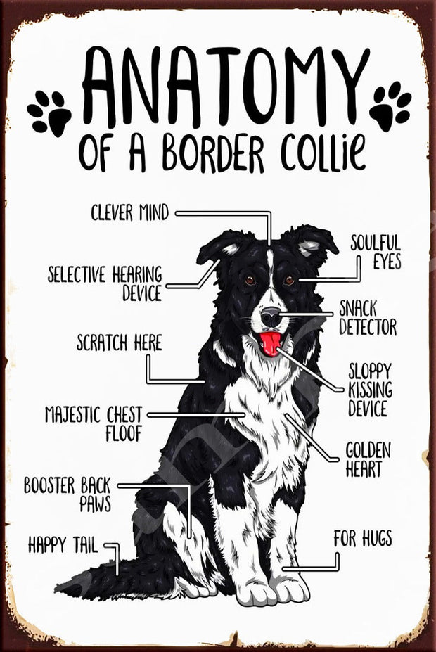 ANATOMY OF BORDER COLLIE Retro/ Vintage Wall Home Décor, Shed-Garage and Bar Tin Metal Sign