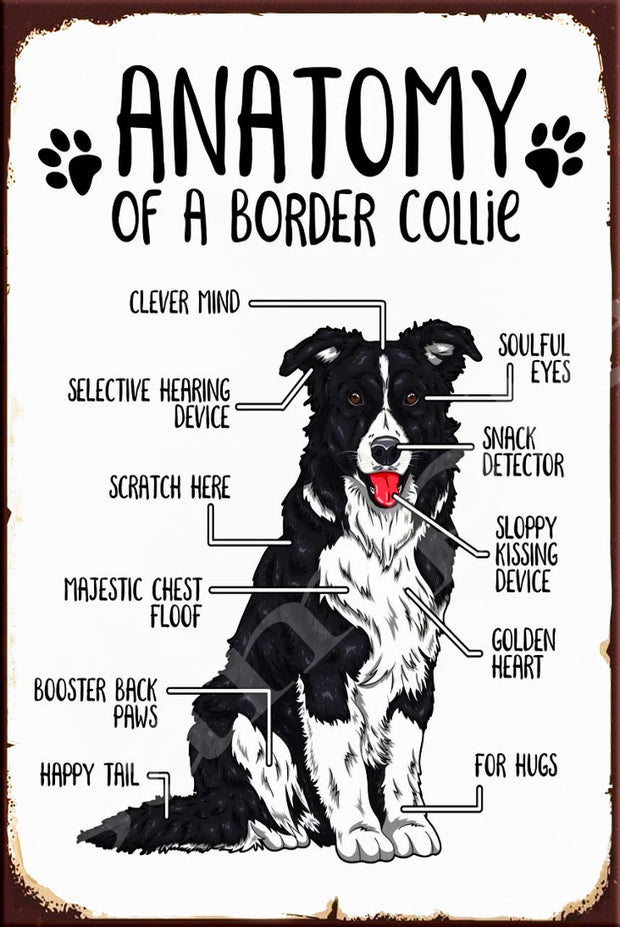 ANATOMY OF BORDER COLLIE Retro/ Vintage Wall Home Décor, Shed-Garage and Bar Tin Metal Sign